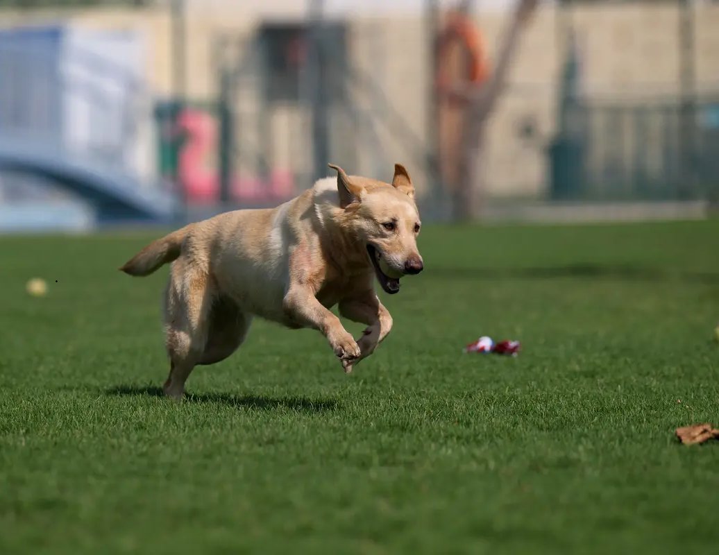 Playful SASHA
