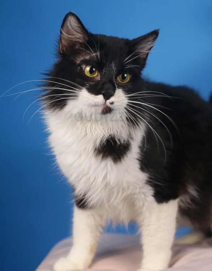 Adorable MARBLE