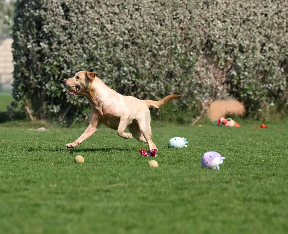Playful SASHA